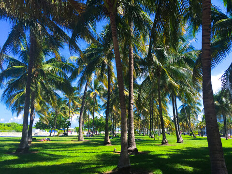 Palm tree, Park, Miami