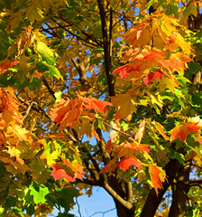 Gold autumn. Bright maple leaves