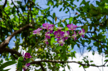 pink Orchid flower in winter or spring day tropical garden