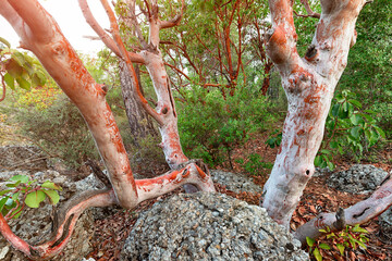 Closeup view of Arbutus strawberry tree with no bark in Turkey. Unusual species and natural wonders