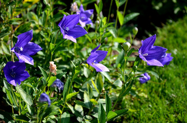 sports light blue, bell-shaped flowers from late spring through summer. Rounded leaves are crinkled...