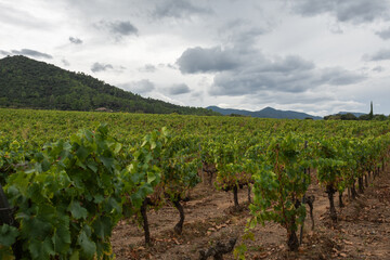Fototapeta na wymiar View of vineyards, foreground out of focus, in Tarragona, Spain, horizontal
