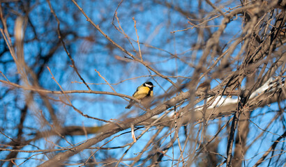 Tomtit on a branch