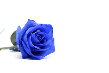 Fototapeta na wymiar blue rose isolated on white background.