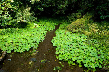 Obraz premium ワサビの泉