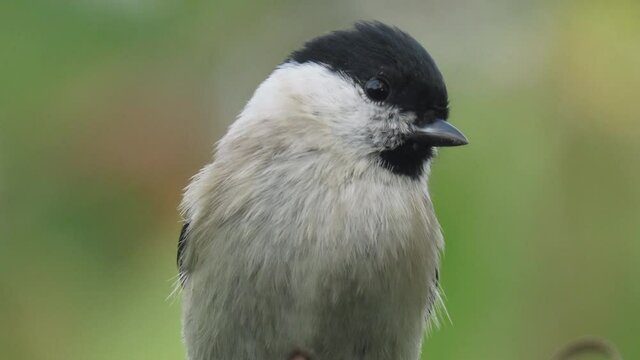 Marsh tit (Poecile palustris) super close, enough that not entire bird fits in frame. Beautiful marsh tit standing on a tree branch, with beautiful blurry natural green background and flying away.