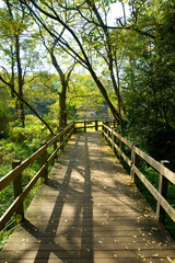 柿田川公園の散歩道
