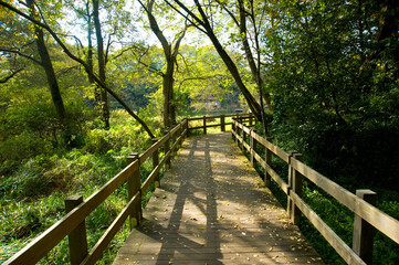 Fototapeta premium 柿田川公園の散歩道