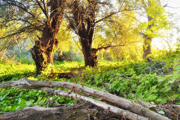 Obraz premium Two old trees in the forest at sunrise in the early fall. .