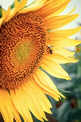 Girasol con abeja.