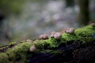 Champignons bois
