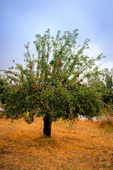 Fototapeta na wymiar Apple tree full of red apples ready for harvesting.