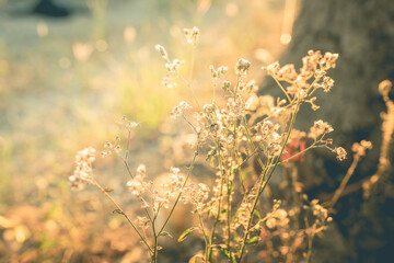 Vintage of grass flower with sun set background. Autumn background concept