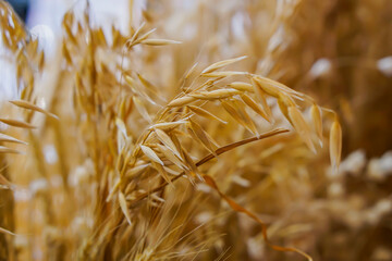 Golden rice peak. Suitable for wall with the main picture background blurred.