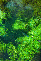 湧き水と藻