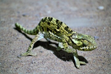 chameleon