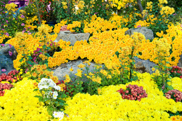 色とりどりの菊