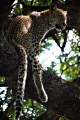 leopard in the tree