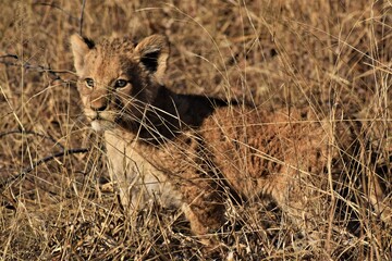 lion cub in grass