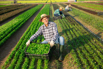 Focused male farmer gathering harvest of organic corn salad on field © JackF