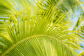 Fresh coconut tree leaf  background