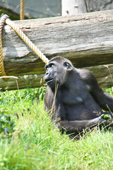 Gorilla in his outdoor enclosure