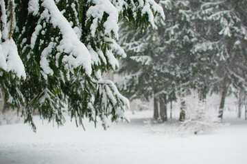 Beautiful winter time. Green fir-tree with snow in the russian forest.