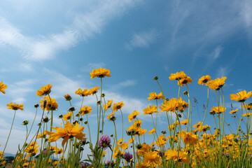 特定外来生物、「オオキンケイギク」の群生