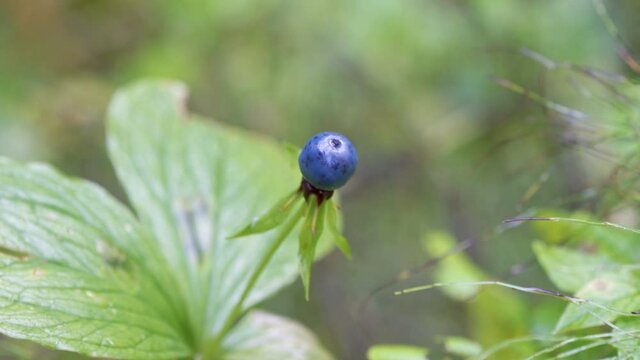 The tiny blye herb paris flower in the garden in Estonia