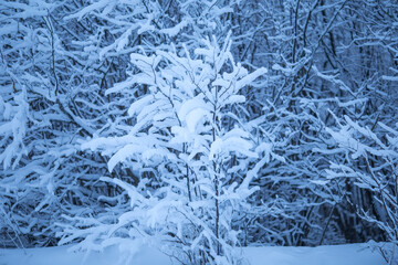 Wintertime. Nature after the snowfall. Snow covered winter branch. Blue and white winter background.