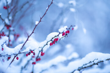 Beautiful bush with red berries during a snowfall in winter. Snow covered winter branch. Blue and white winter background.