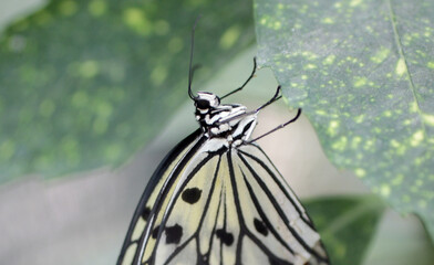 gros plan sur le papillon