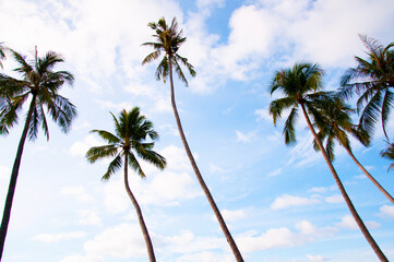 Tropical coconut tree against blue sky, summer vacation island concept