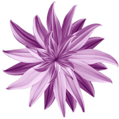 purple  flower lotus on white isolated background with clipping path.  Closeup.  no shadows. For design.  Nature.