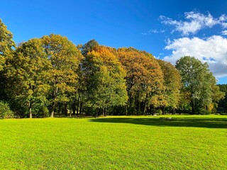Colorful autumn trees on green meadow on blue sky background. Copy space.