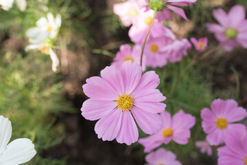 Cosmos flowers blossom field close up in garden