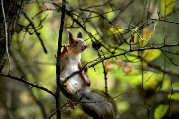 squirrel on a tree