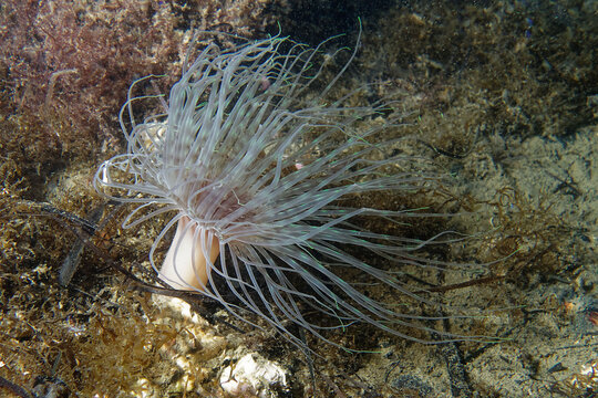 Tube-dwelling anemone (Cerianthus solitarius) in Etang de Tahu (France)