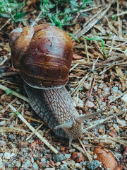 A large grape snail crawls over stones