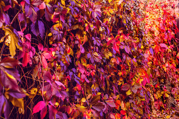 Fall natural background of wild grapes colorful leaves. Red, orange, yellow, purple autumn leaves wall. Greeting card, holidays, natural decoration, desktop wallpaper.Solid bright backdrop,copy space