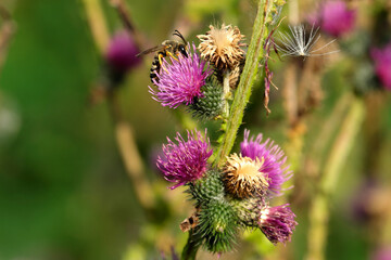 Lila Blüten und vertrocknete Blüten einer Distelpflanze mit Insekt auf Nektarsuche - Stockfoto