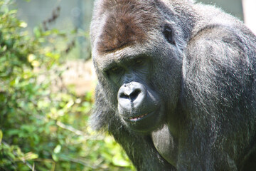 Gorilla in his outdoor enclosure