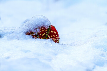 The head of a toadstool peeks out from under the snow .Close-up picture of a Amanita poisonous mushroom