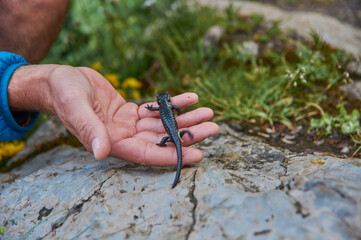 Closeup of an alpine salamander. Macro shot of a salamander in the alps.