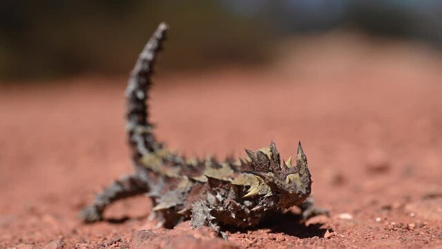 Thorny Devil reptile in Western Australia outback