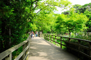石神井公園の遊歩道