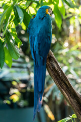 beautiful macaw parrots 
