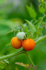 Fresh Cherry tomatoes and leaves on tree in nature