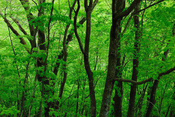 Naklejka premium 森の新緑