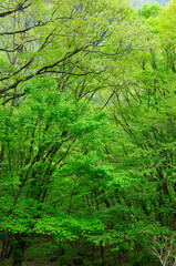 森の新緑